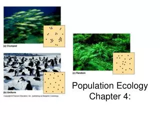 Population Ecology Chapter 4: