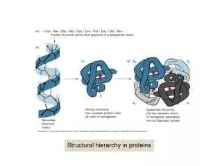 Structural hierarchy in proteins