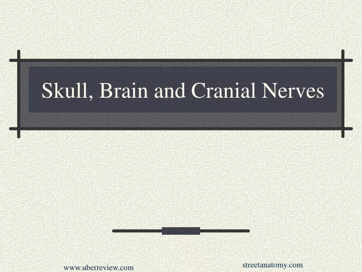 skull brain and cranial nerves