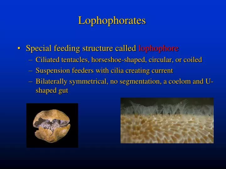 lophophorates