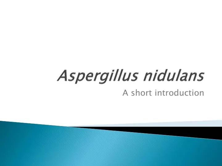 aspergillus nidulans