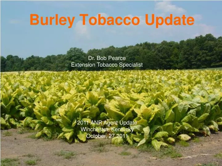 burley tobacco update