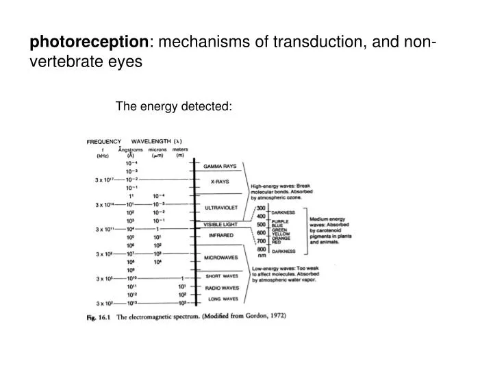 photoreception mechanisms of transduction and non vertebrate eyes