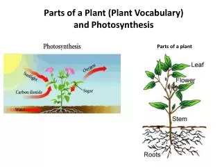 Parts of a Plant (Plant Vocabulary ) and Photosynthesis