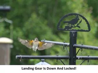 Landing Gear Is Down And Locked!