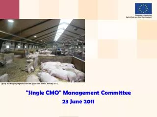 &quot; Single CMO &quot; Management Committee 23 June 2011