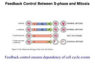 Feedback Control Between S-phase and Mitosis