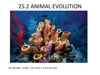 25.2 ANIMAL EVOLUTION