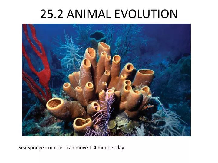 25 2 animal evolution