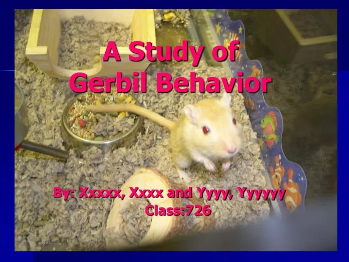 a study of gerbil behavior