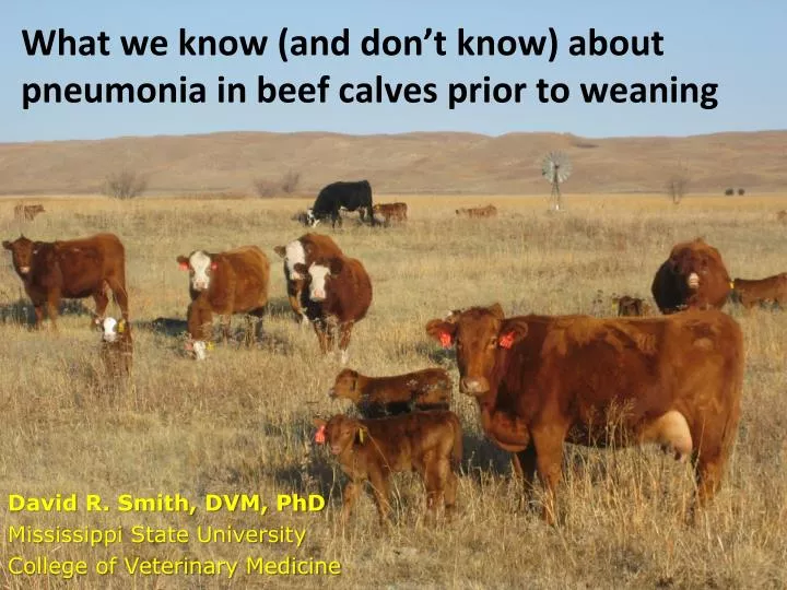 what we know and don t know about pneumonia in beef calves prior to weaning