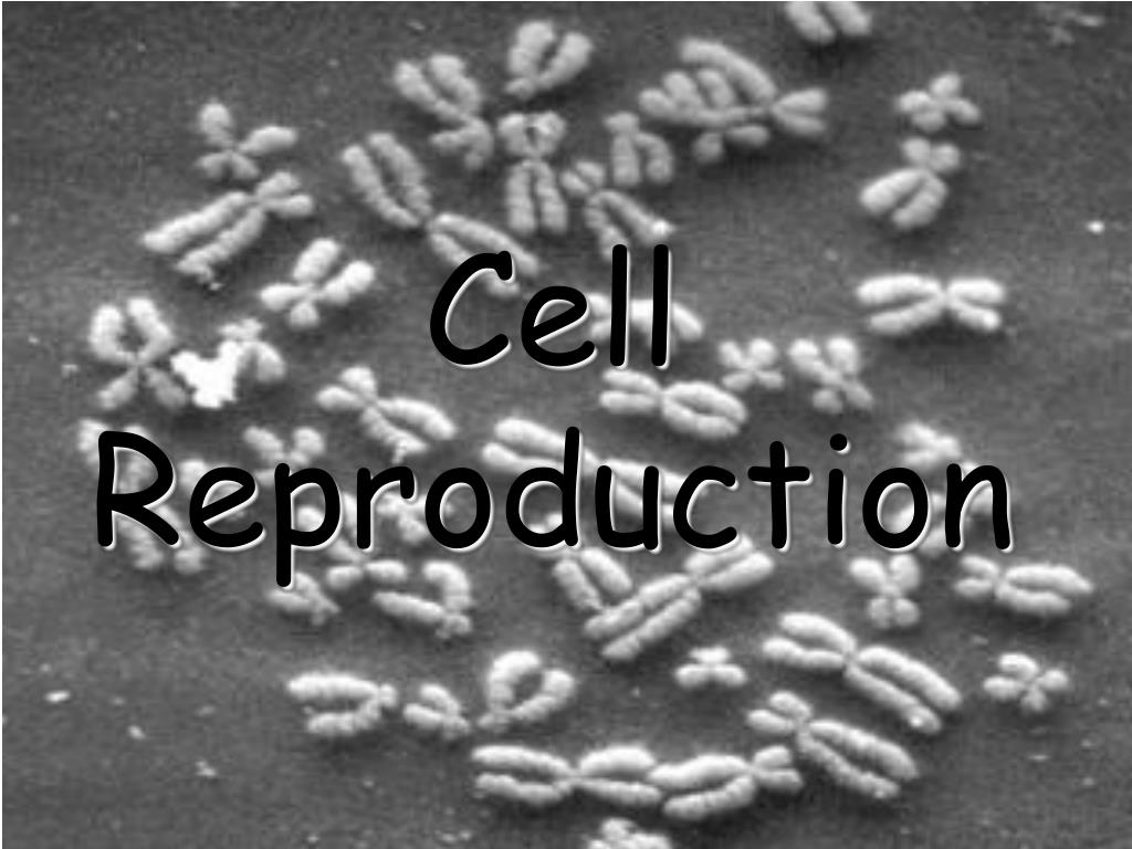 PPT - Cell Reproduction PowerPoint Presentation, free download - ID:5769618