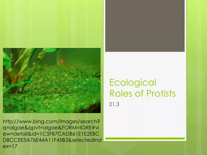 ecological roles of protists