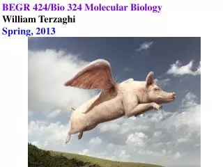 BEGR 424/Bio 324 Molecular Biology William Terzaghi Spring, 2013