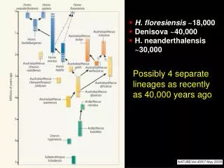 H. floresiensis ~18,000 Denisova ~40,000 H. neanderthalensis ~30,000