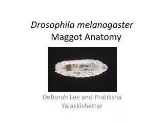 Drosophila melanogaster Maggot Anatomy