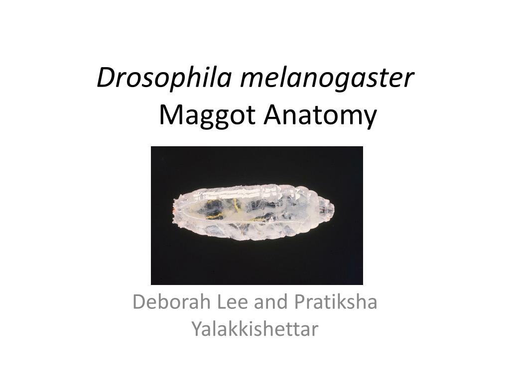 PPT - Drosophila melanogaster Maggot Anatomy PowerPoint Presentation ...