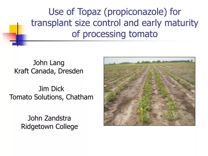 use of topaz propiconazole for transplant size control and early maturity of processing tomato