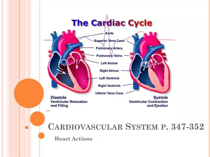 cardiovascular system p 347 352