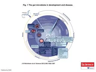 Fig. 1 The gut microbiota in development and disease.