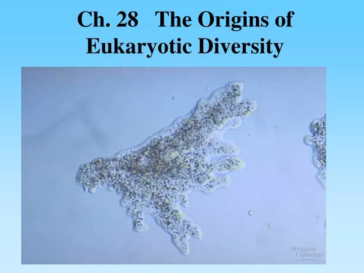 ch 28 the origins of eukaryotic diversity