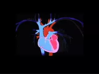 Fisiologia do Sistema Circulatório ou Cardiovascular
