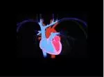 Fisiologia do Sistema Circulatório ou Cardiovascular - slide 1