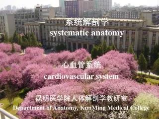 系统解剖学 systematic anatomy