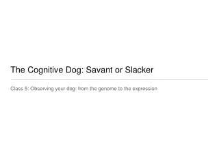 The Cognitive Dog: Savant or Slacker