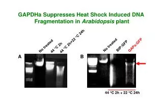 GAPDHa Suppresses Heat Shock Induced DNA Fragmentation in Arabidopsis plant
