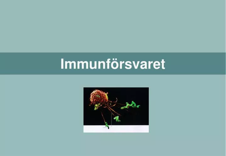 immunf rsvaret
