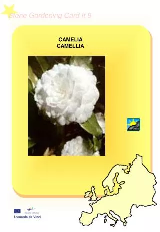 CAMELIA CAMELLIA