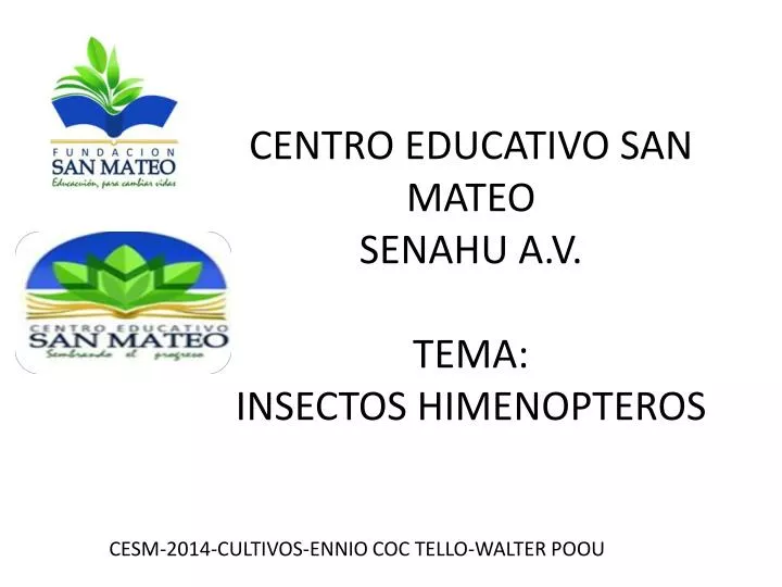 centro educativo san mateo senahu a v tema insectos himenopteros