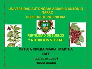 UNIVERSIDAD AUTONOMA AGRARIA ANTONIO NARRO DIVISION DE INGENIERIA FERTILIDAD DE SUELOS