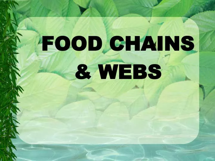 food chains webs