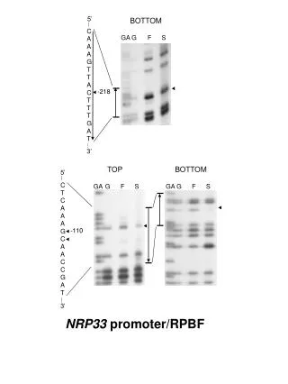 NRP33 promoter/RPBF