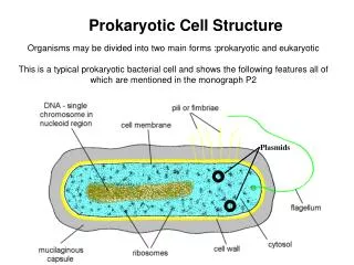 Organisms may be divided into two main forms :prokaryotic and eukaryotic