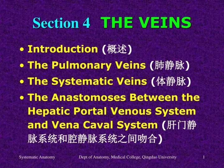 section 4 the veins