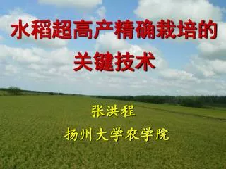 水稻超高产精确栽培的关键技术