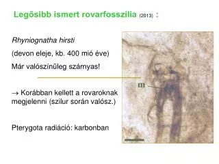 Rhyniognatha hirsti (devon eleje, kb. 400 mió éve) Már valószínűleg szárnyas!