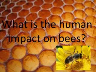 What is the human impact on bees?