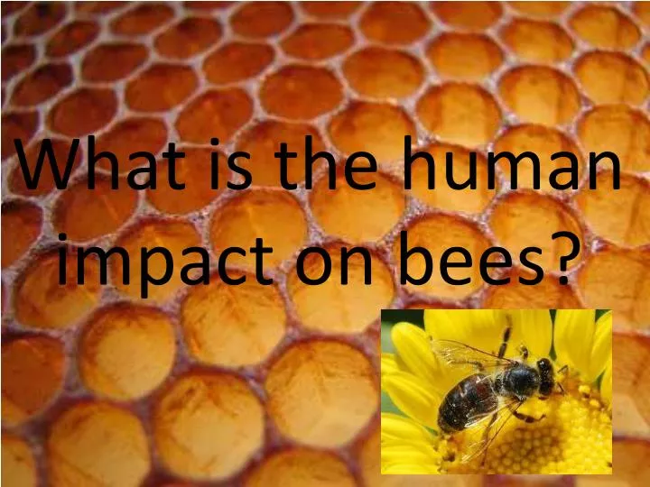 what is the human impact on bees