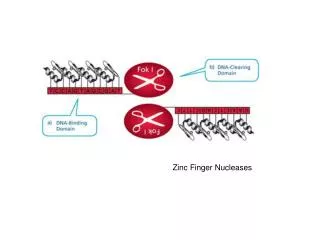 Zinc Finger Nucleases