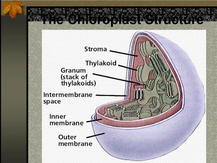 the chloroplast structure