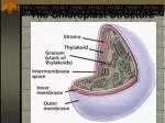 The Chloroplast Structure - slide 1