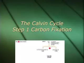 The Calvin Cycle Step 1 Carbon Fixation