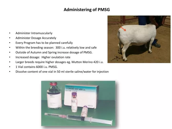 administering of pmsg