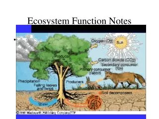 Ecosystem Function Notes