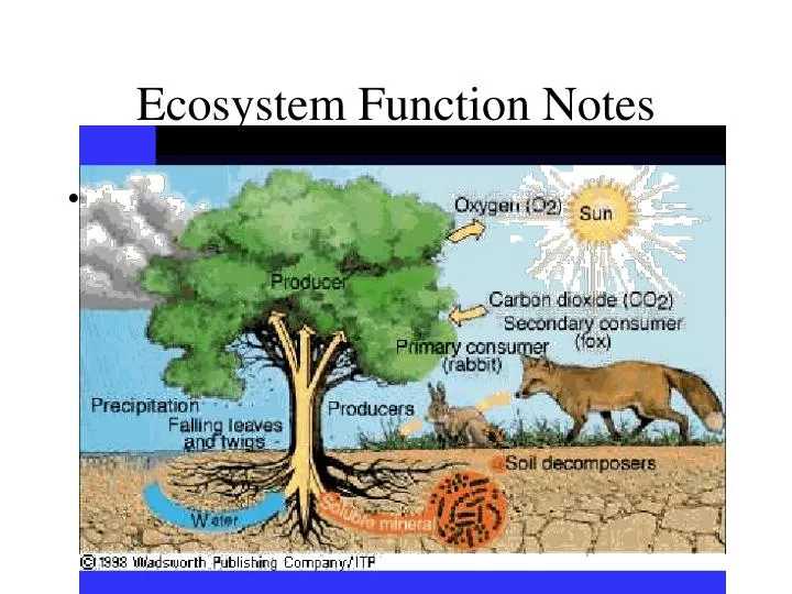 ecosystem function notes