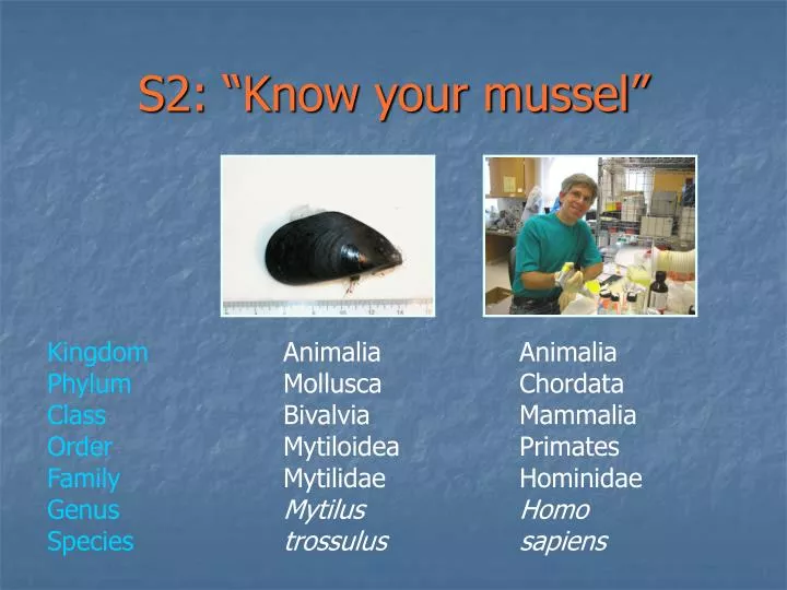s2 know your mussel